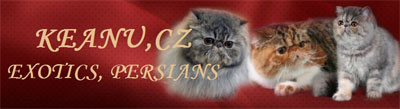 KEANU, CZ - perské a exotické kočky
