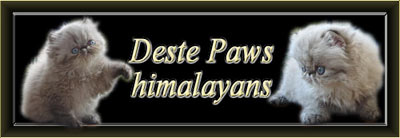 Deste Paws perské kočky s odznaky