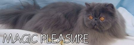 Magic Pleasure - perské a exotické kočky
