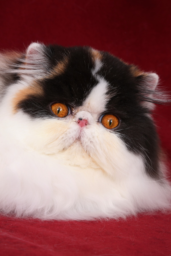 Linda Sweet Doll Keanu, CZ, perská kočka želvovinová s bílou harlekýn, PER f 02 62