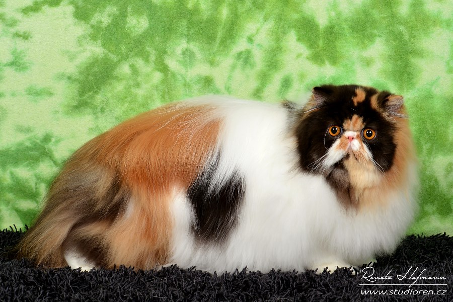 Pure persian cat OPULÉNCIA La Capuccino - PER f 02 62 / calico harlequin