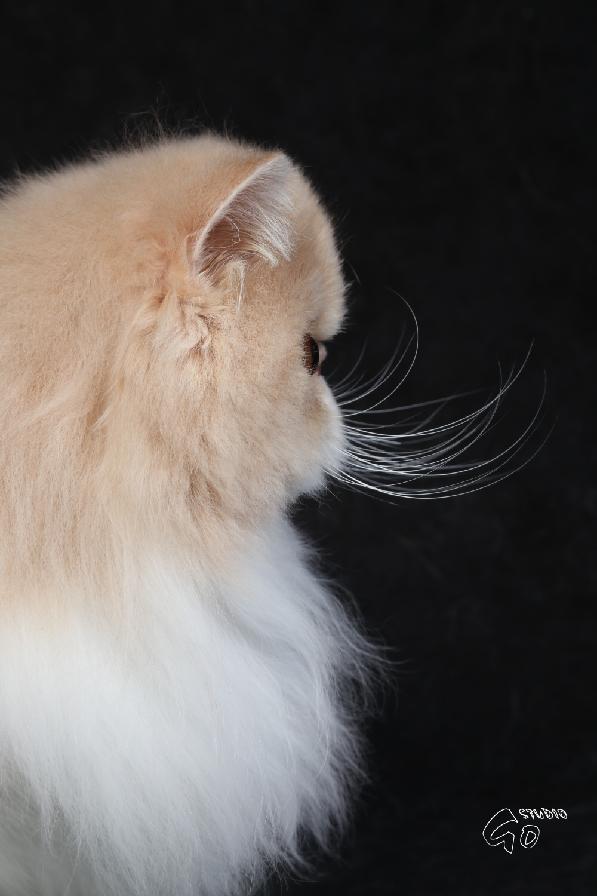 Ufania La Capuccino 1 rok - krémovo-bílá perská kočka