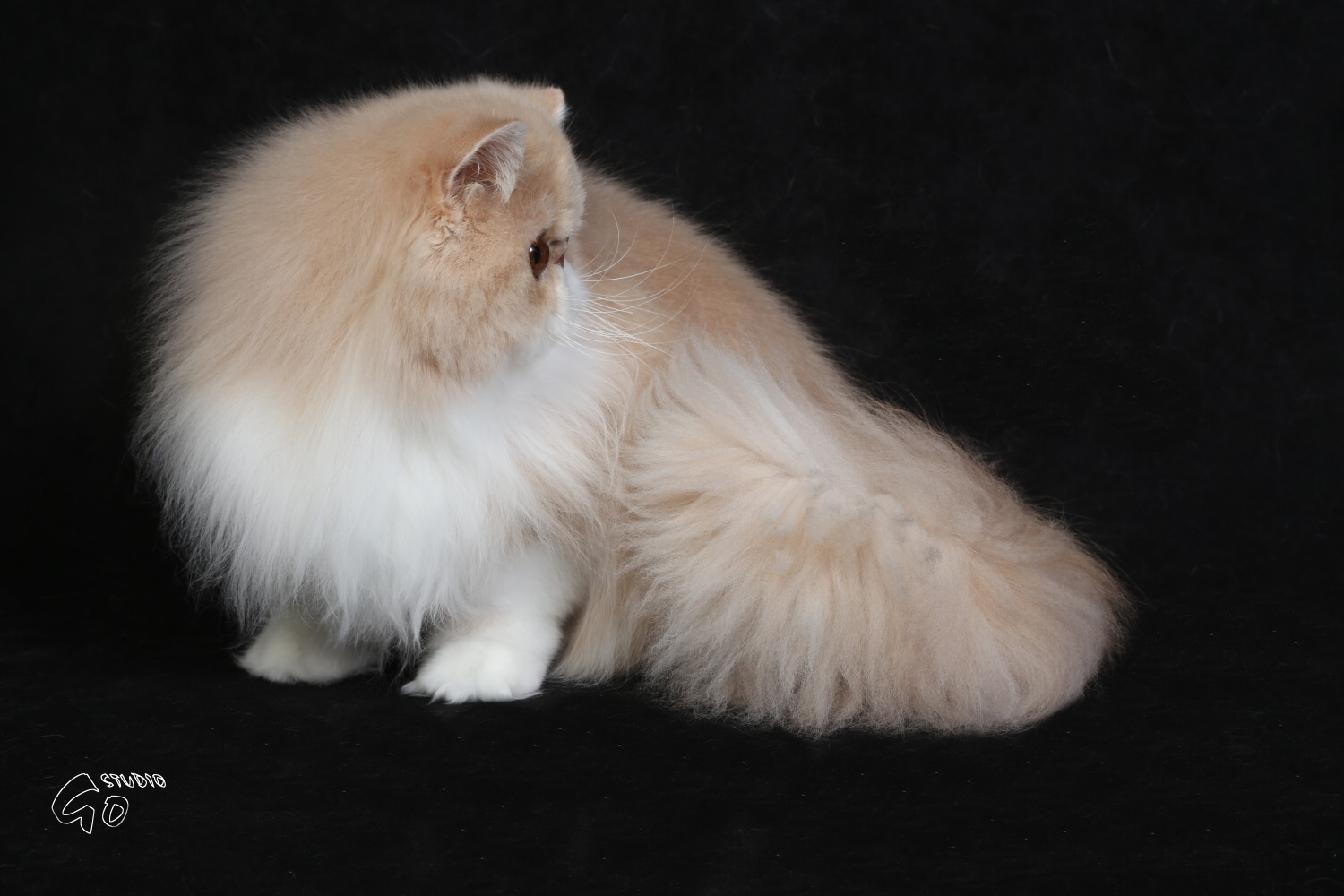 Ufania La Capuccino 1 rok - krémovo-bílá perská kočka