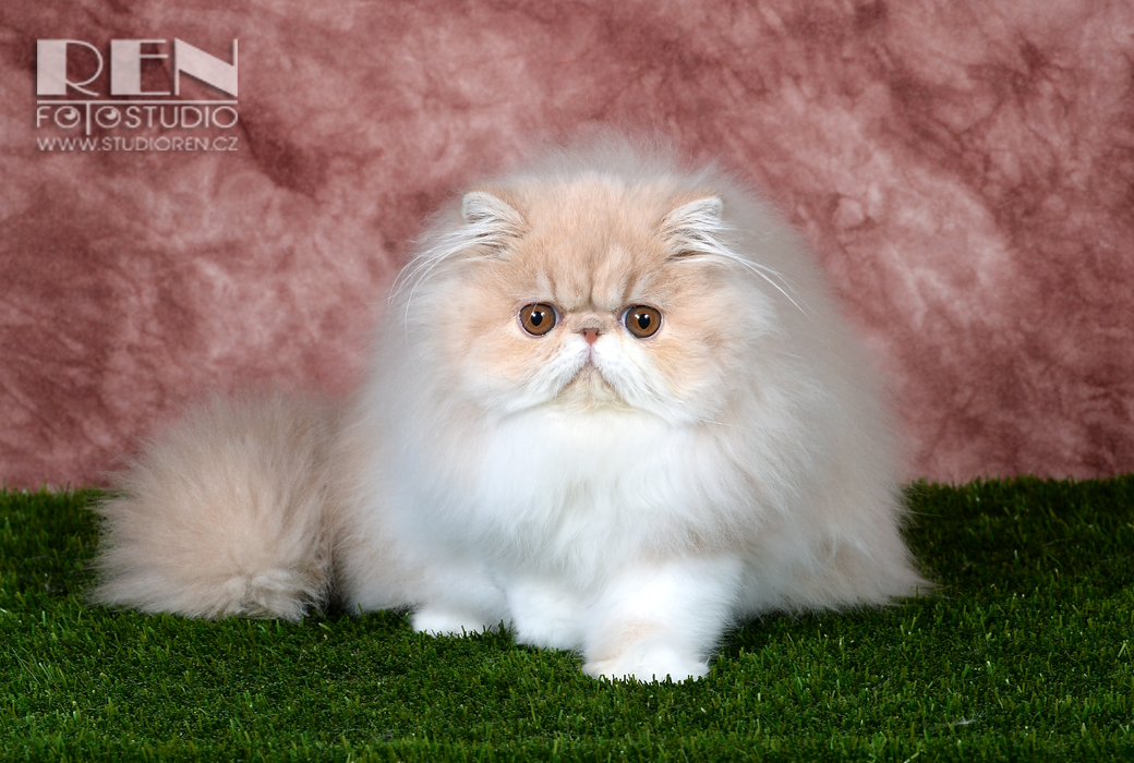 Ufania La Capuccino 5,5 měsíce - krémovo-bílá perská kočka