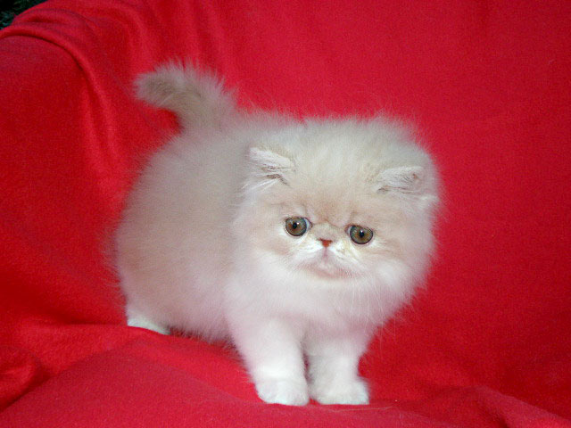 Ufania La Capuccino 8 týdnů - krémovo-bílá perská kočka