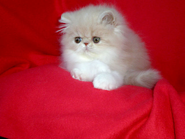 Ufania La Capuccino 8 týdnů - krémovo-bílá perská kočka