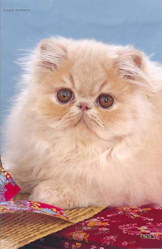 Perské kotě krémové