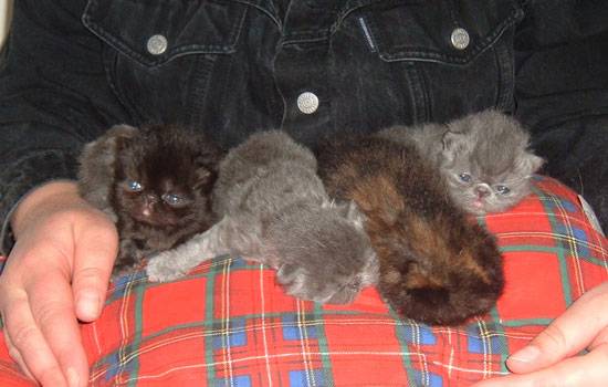 Kittens from cattery La Capuccino