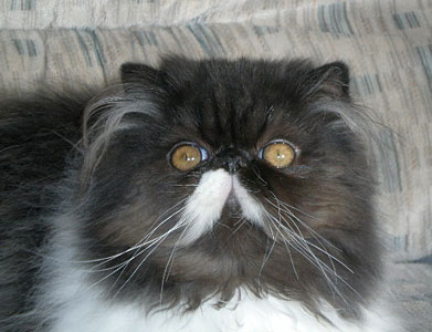 Lixeiro La Capuccino, perské kotě černo-bílý kocourek
