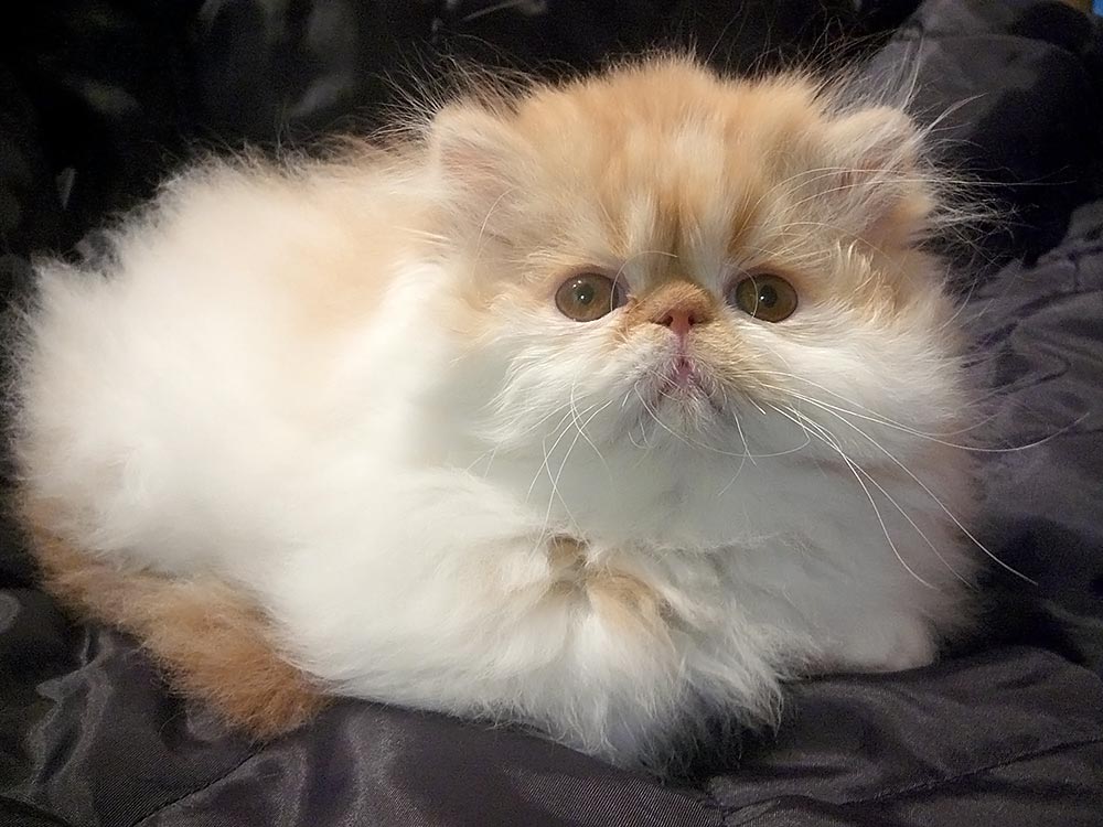 Persian kitten - NANNUZZI La Capuccino - PER d 02 62 / red-white harlequin male