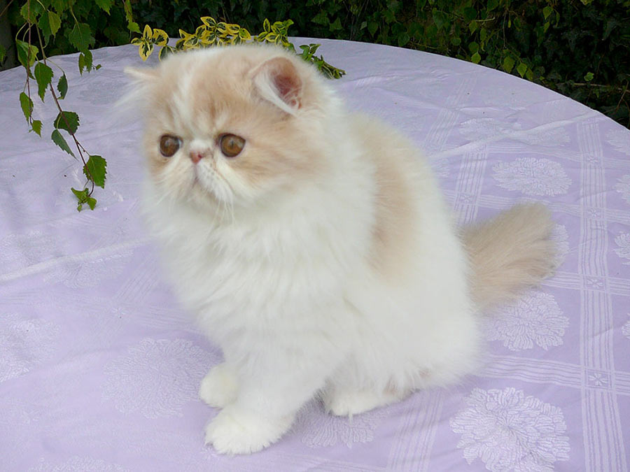 Persian kitten ODOARDO La Capuccino - PER e 02 62 / cream-white harlequin male