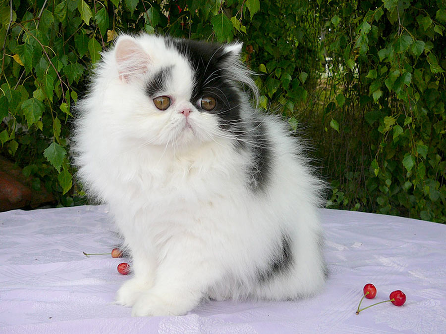 Persian kitten ORLANDINA La Capuccino - PER n 02 62 / black-white harlequin female