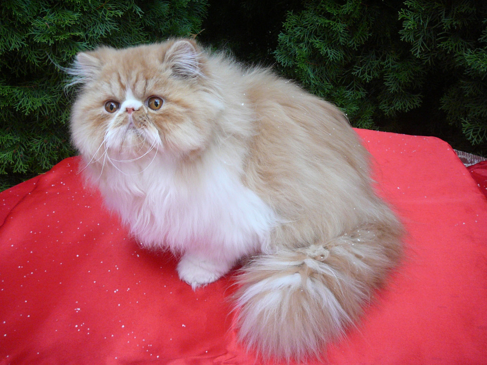 Perské kotě Parceiro La Capuccino - PER d 03 / kocourek červeno-bílý