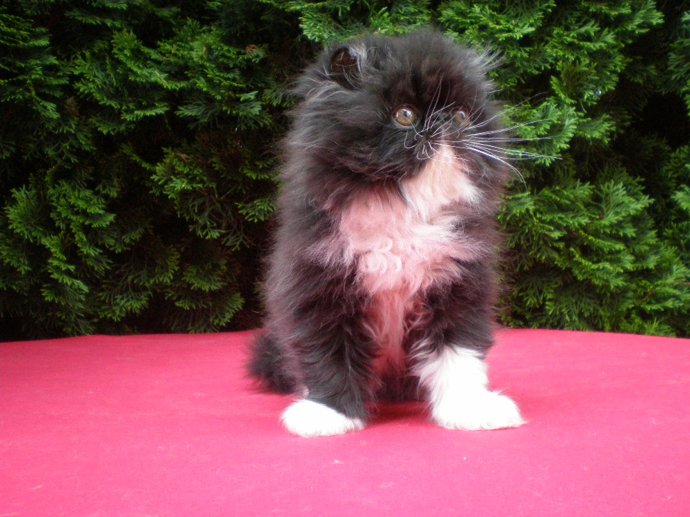 Persian kitten - male SÁBIO La Capuccino,CZ - PER n 03 / černý bikolor