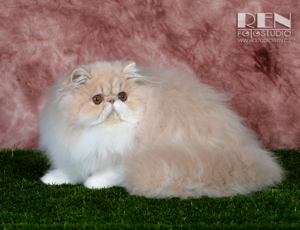 IC UFANIA La Capuccino, CZ - persian kitten female PER e 03 / cream-white at 5,5 months