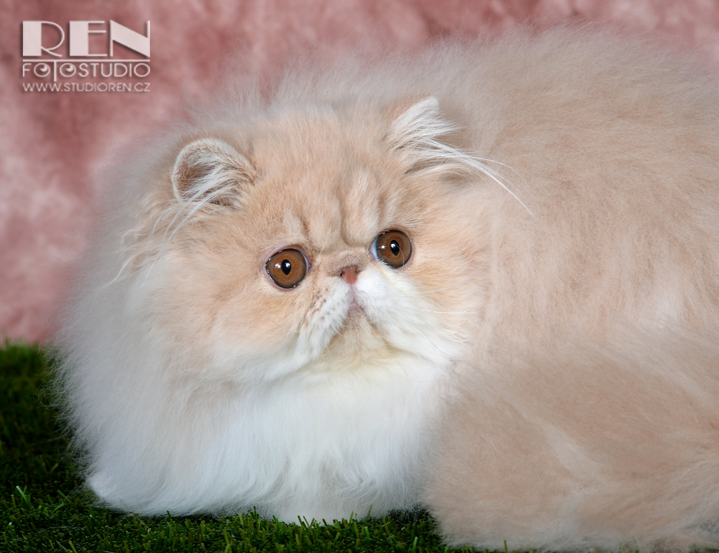 IC UFANIA La Capuccino, CZ - persian kitten female PER e 03 / cream-white at 5,5 months