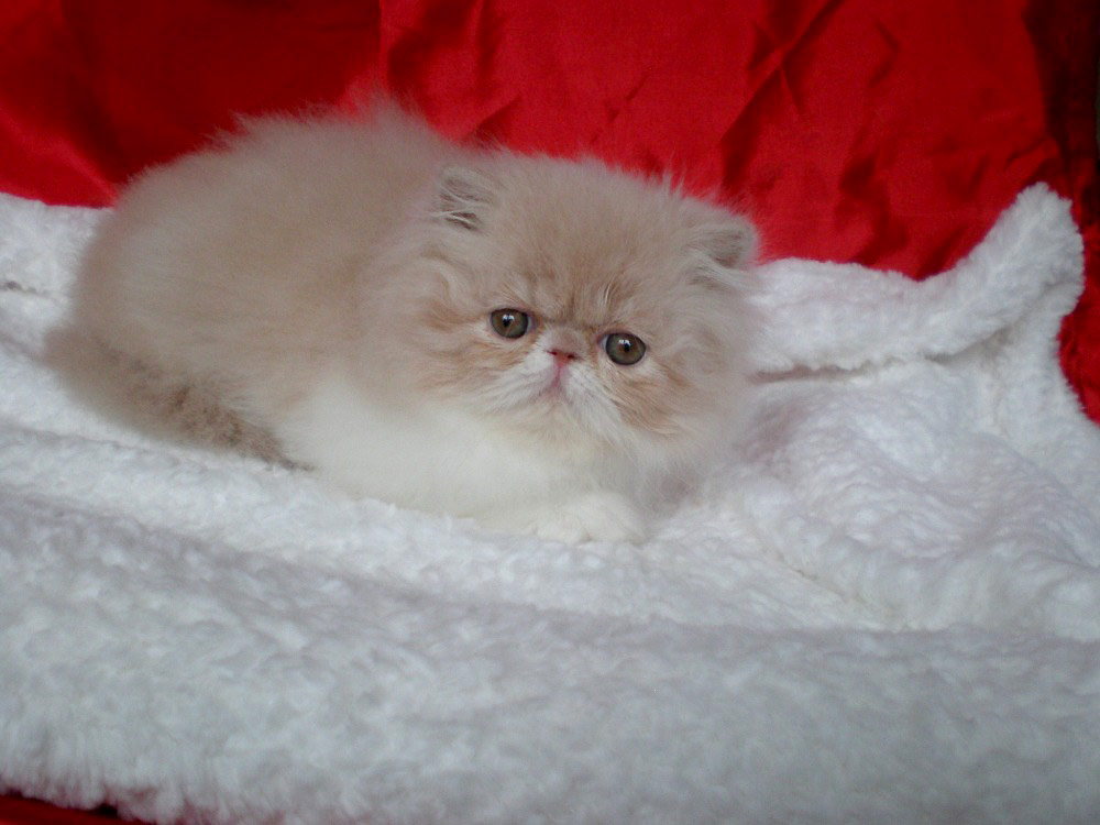 Wampiro La Capuccino, CZ - persian kitten male PER e 03 / cream-white at 2 months