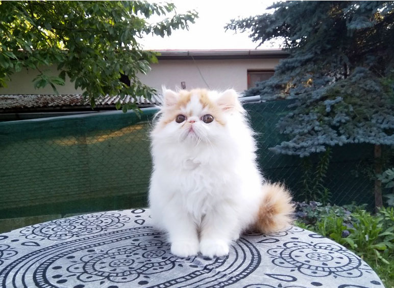 Persian kitten for sale - red-white harlequin female  Albiccoca La Capuccino at 2months