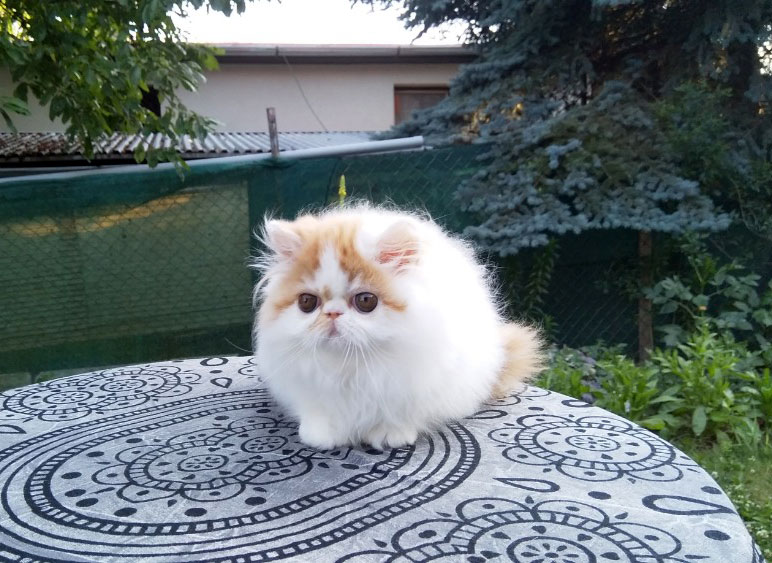 Persian kitten for sale - red-white harlequin female  Albiccoca La Capuccino at 2months