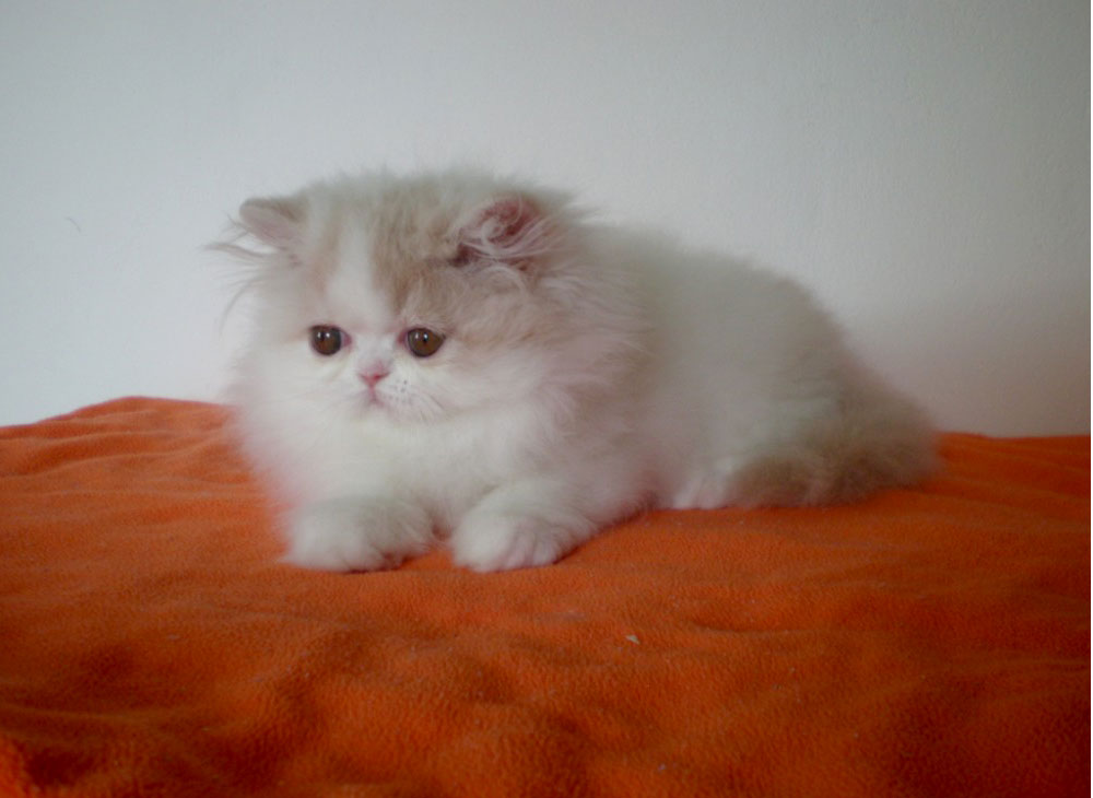 Persian kitten for sale - Alabama La Capuccino - cream-white harlequin female at 2 months