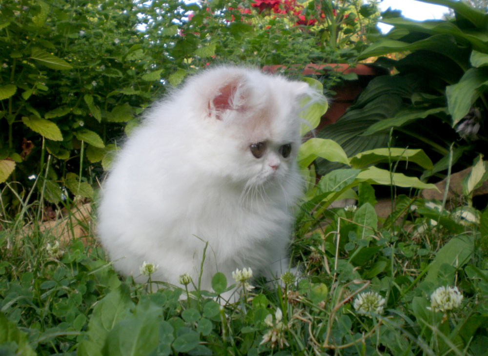 Perské kotě na prodej - Alabama La Capuccino - krémovo-bílý harlekýn kočička 2 měsíce
