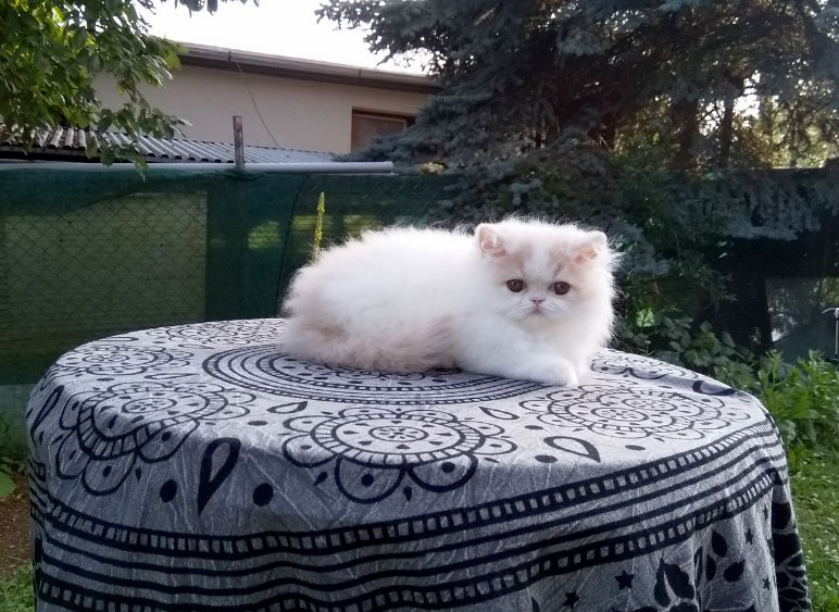 Perské kotě na prodej - Alabama La Capuccino - krémovo-bílý harlekýn kočička 2 měsíce