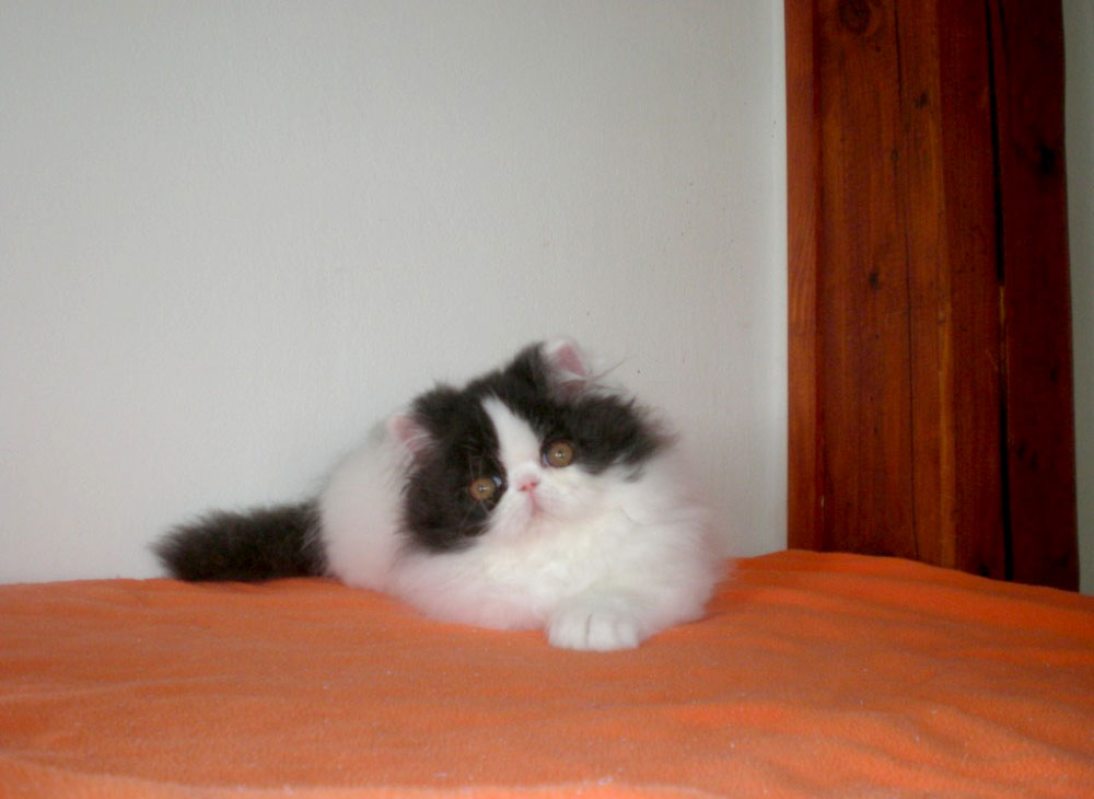 Persian kitten for sale - black-white harlequin male Armani La Capuccino at 2months