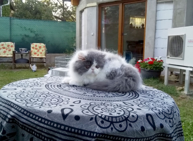 Persian kitten for sale - blue-white harlequin male Abbondio La Capuccino at 2months