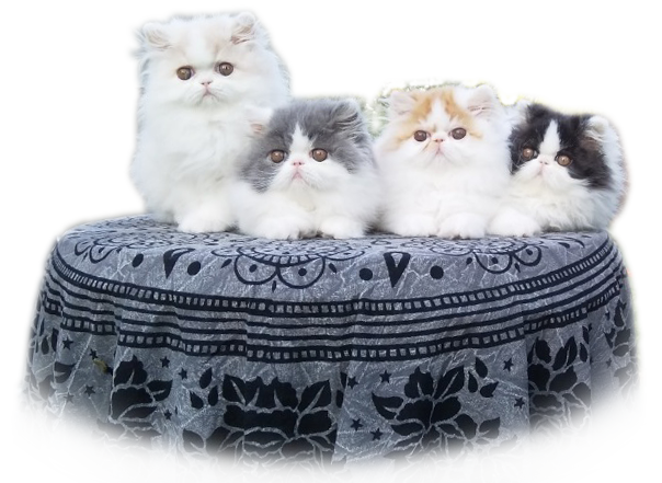 Perské kotě na prodej - černo a modro-bílý kocourek, červeno a krémovo-bílá kočička