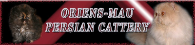 Oriens-Mau cattery of persian cats