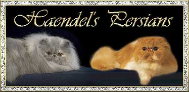 Persian cats Haendel's