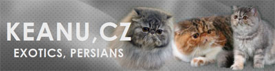 Perské a exotické kočky Keanu