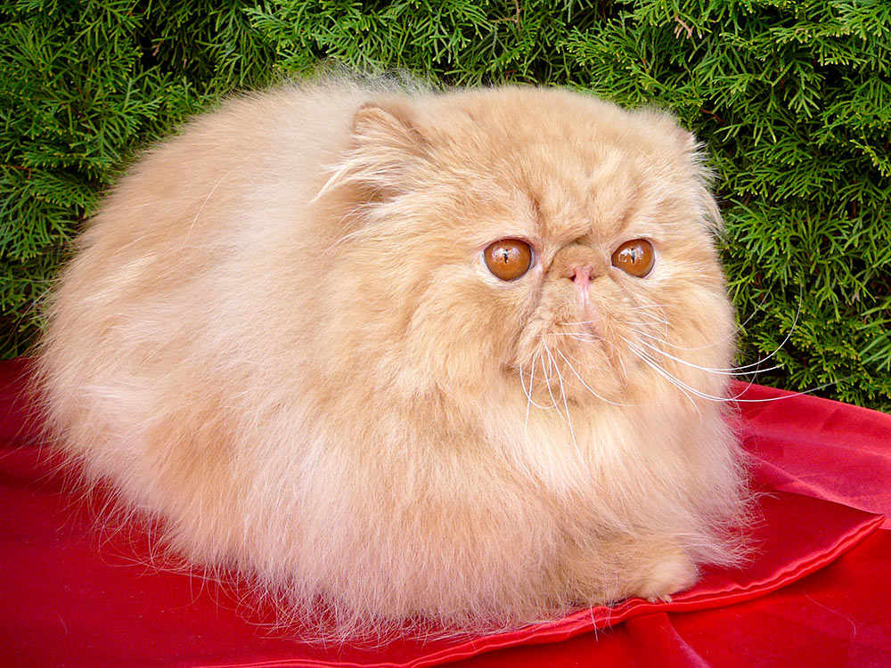 Nico La Capuccino, red pure persian male / PER d