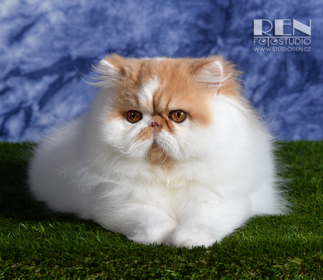 Dclass Peace & Love of La Capuccino, persian red-white harlequin male / PER d 02 62 - 11 months
