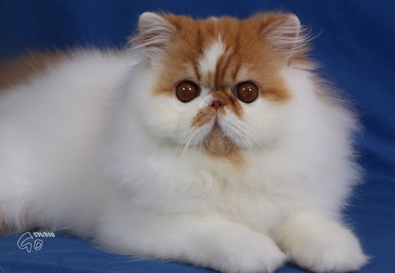 Dclass Peace & Love of La Capuccino, persian red-white harlequin male / PER d 02 62 - 9 months