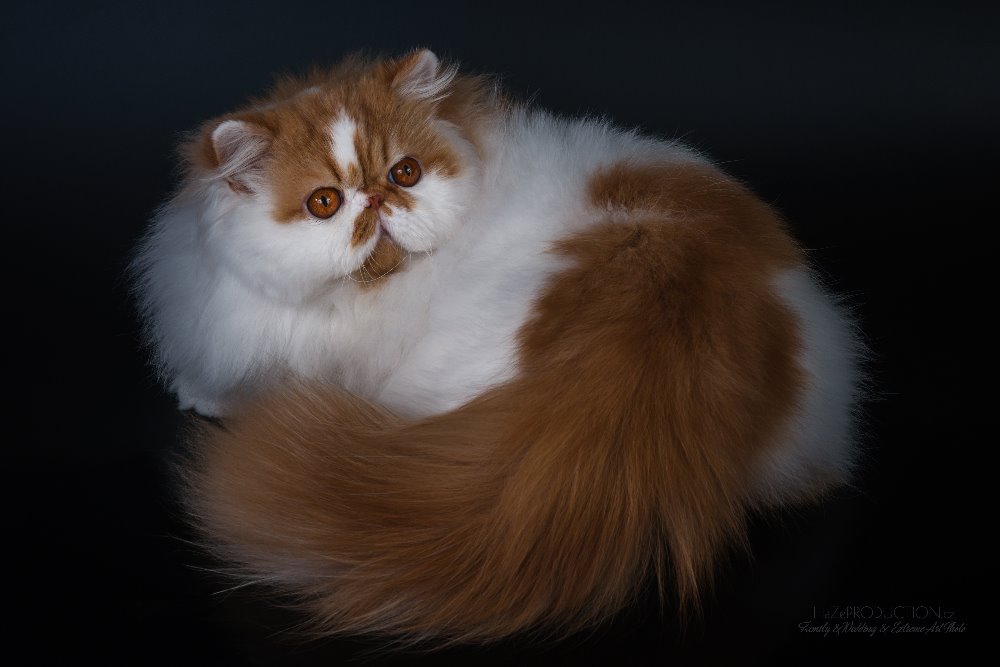 Dclass Peace & Love of La Capuccino, red-white persian / PER d 02 62 at 9 months