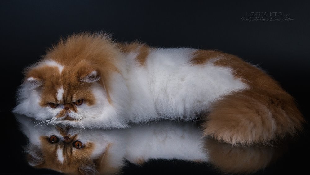 Dclass Peace & Love of La Capuccino, persian red-white harlequin male / PER d 02 62 - 11 months