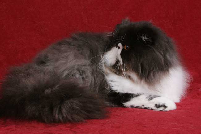 CH Haendel’s Meg Gyver, persian cat PER n 03 / black-white
