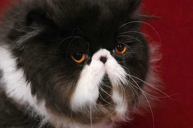 CH Haendel’s Meg Gyver, persian cat PER n 03 / black-white