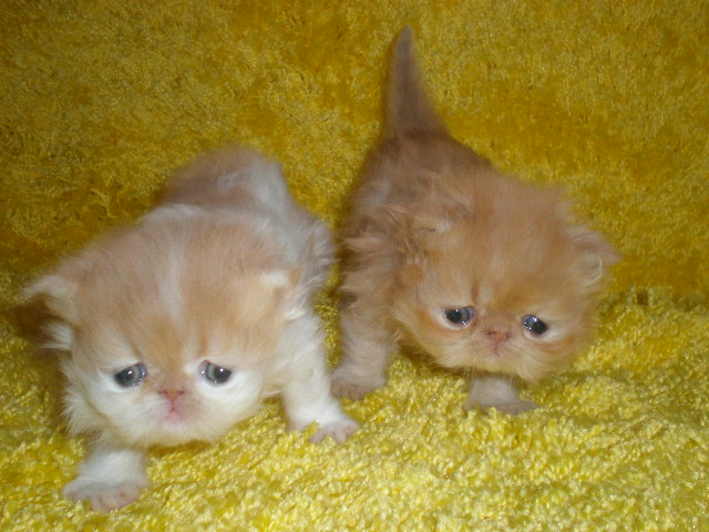Persian kittens for sale - red and red-white males.