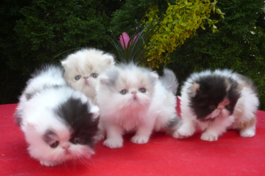 Persian kittens for sale - harlequins