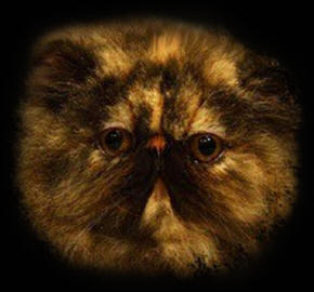 Alomi's May-B-Baby, perská želvovinová kočka