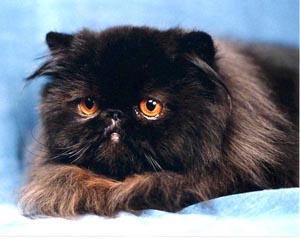 Zahwa Oriens-Mau, perská černá kočka