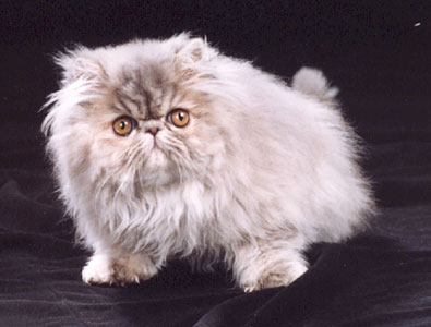 Coquette Oriens-Mau, CZ, PER g 23 / modrokrémová  perská kočka s kresbou