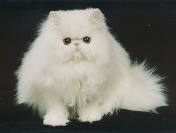 Dolce Vita Recital, CZ, PER w 62 /perská bílá kočka