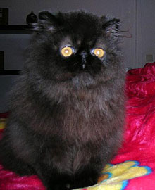 ORIENS-MAU: Melositos Noir PER n / černá perská kočka