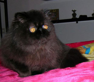 ORIENS-MAU: Melositos Noir PER n / black persian female