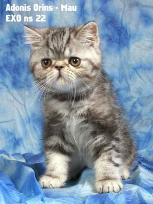 Adonis, silver tabby exotic