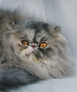 EP IC Noelle Oriens-Mau, DSM, blue patched tabby persian
