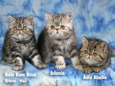 exotic tabby and silver tabby kittens
